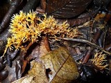 Lachnocladium schweinfurthianum image