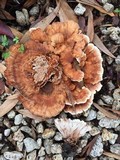 Abortiporus biennis image