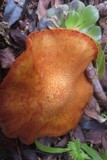 Gymnopilus luteofolius image