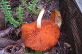 Gymnopilus luteofolius image