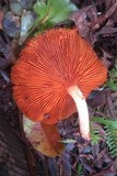 Gymnopilus luteofolius image