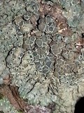 Lecanora muralis image