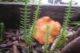 Gymnopilus luteofolius image