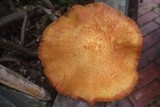 Gymnopilus luteofolius image