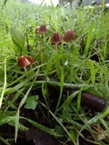 Psathyrella atrospora image