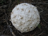 Calvatia sculpta image