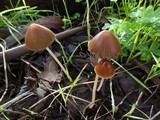 Psathyrella atrospora image