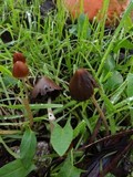 Psathyrella atrospora image