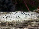 Thelomma occidentale image
