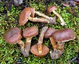 Cortinarius badioflavidus image