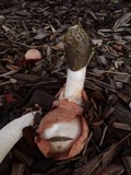Phallus hadriani image