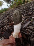 Phallus hadriani image