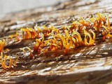 Calocera cornea image