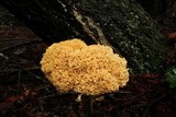 Sparassis crispa image