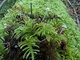 Mycena cinerella image