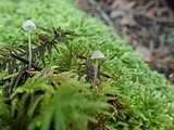 Mycena cinerella image