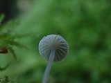 Mycena cinerella image
