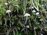 Mycena subsupina image