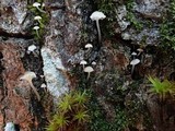 Mycena subsupina image