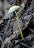 Leucocoprinus austrofragilis image