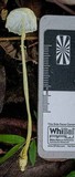Leucocoprinus austrofragilis image
