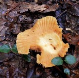 Russula earlei image