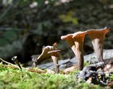 Craterellus fallax image