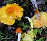 Hygrocybe acutoconica image