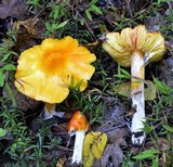 Hygrocybe acutoconica image