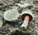 Caloboletus firmus image