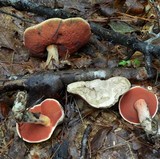 Caloboletus firmus image