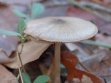 Entoloma strictius image