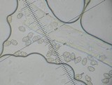 Entoloma strictius image