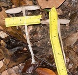 Entoloma strictius image