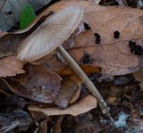 Entoloma strictius image