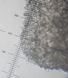 Entoloma strictius image