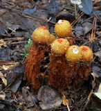 Calostoma lutescens image
