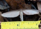 Entoloma strictius image