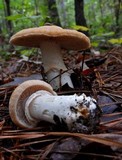 Cortinarius caperatus image