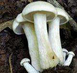 Clitocybe subconnexa image