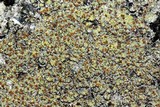 Caloplaca flavovirescens image