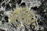 Caloplaca flavovirescens image
