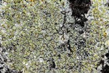Caloplaca flavovirescens image