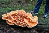 Laetiporus cincinnatus image