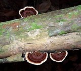 Hexagonia variegata image