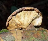 Hexagonia variegata image