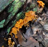 Cantharellus ignicolor image