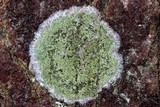 Lecanora thysanophora image
