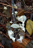 Hemimycena candida image