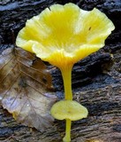 Chrysomphalina strombodes image